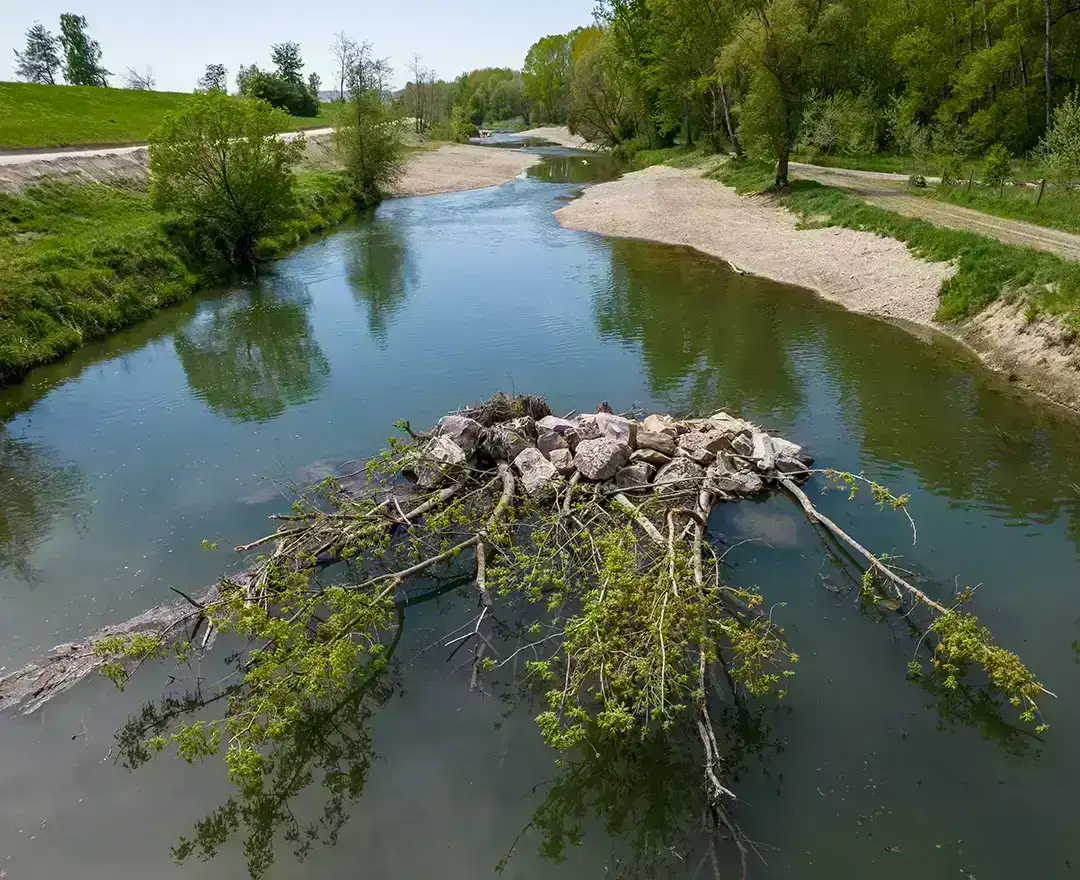 Close-up of the fish migration aid. The rough coniferous tree in the water, which in future will provide the fish with protection from natural enemies and a place to rest, is clearly visible.